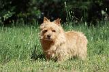 NORWICH TERRIER 020